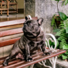 Seu Pet Também é Bem-Vindo!