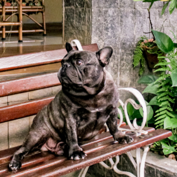 Seu Pet Também é Bem-Vindo! Seu Pet Também é Bem-Vindo!