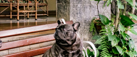 Seu Pet Também é Bem-Vindo!